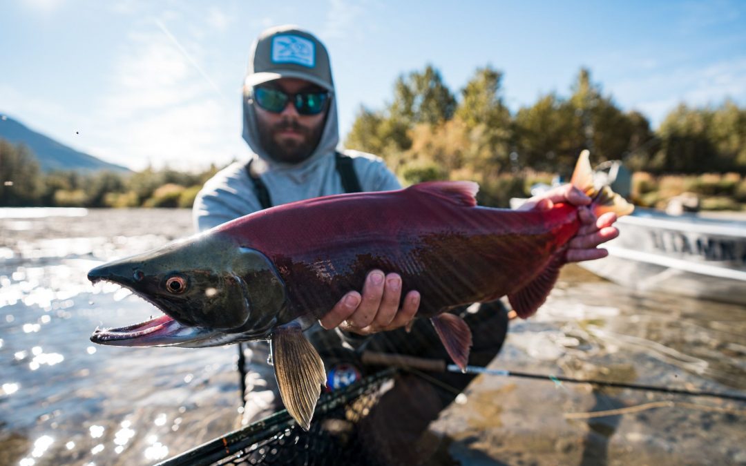 All About Sockeye Salmon: The Red Lifeblood of Bristol Bay