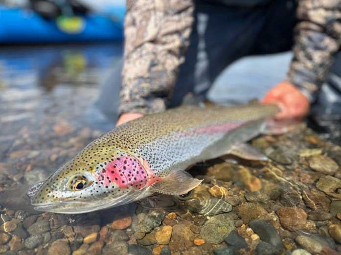 Alaska Rainbow Trout in June