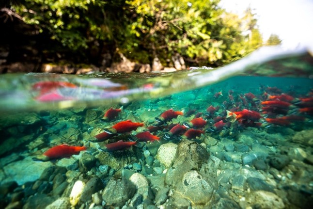 Pacific Salmon in a crystal-clear Alaska stream