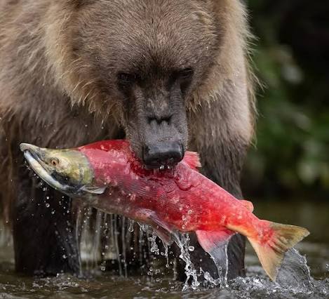 bear with sockeye salmon