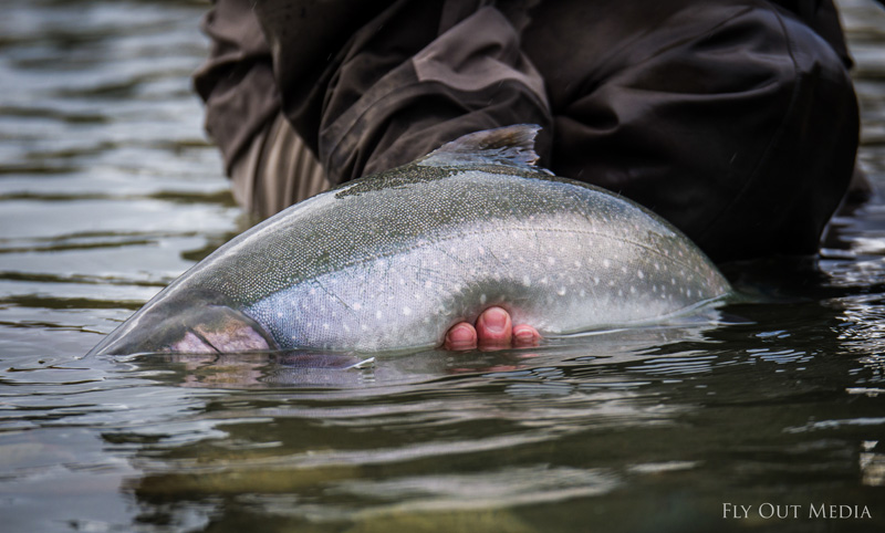 Alaska Rainbow Trout in June