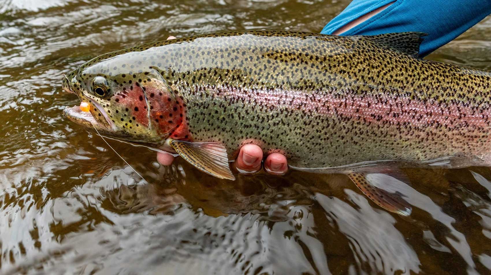 Rainbow trout release